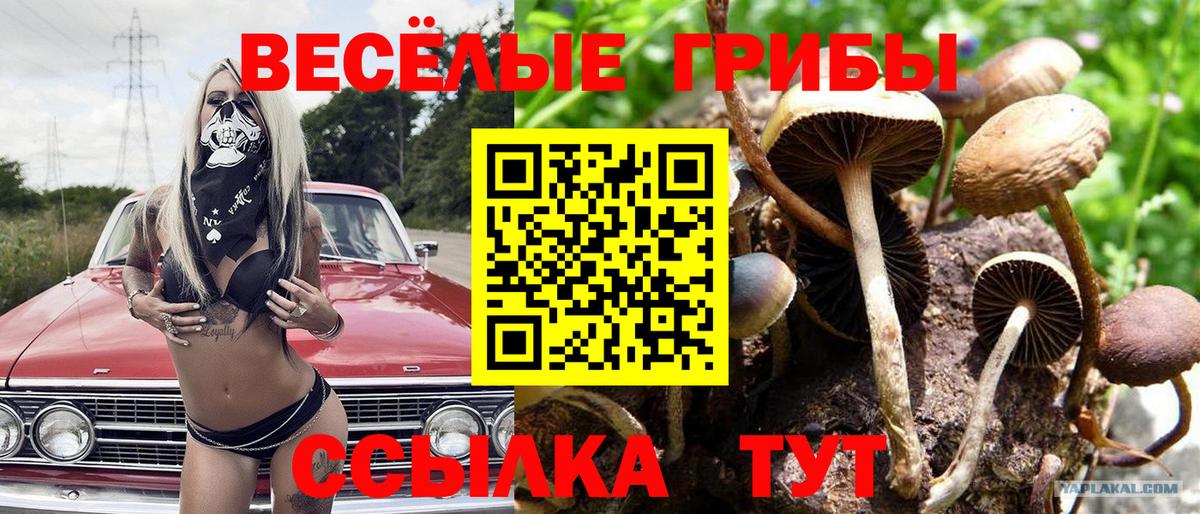 Кировск  Галлюциногенные грибы Cubensis  Вход с VPN 